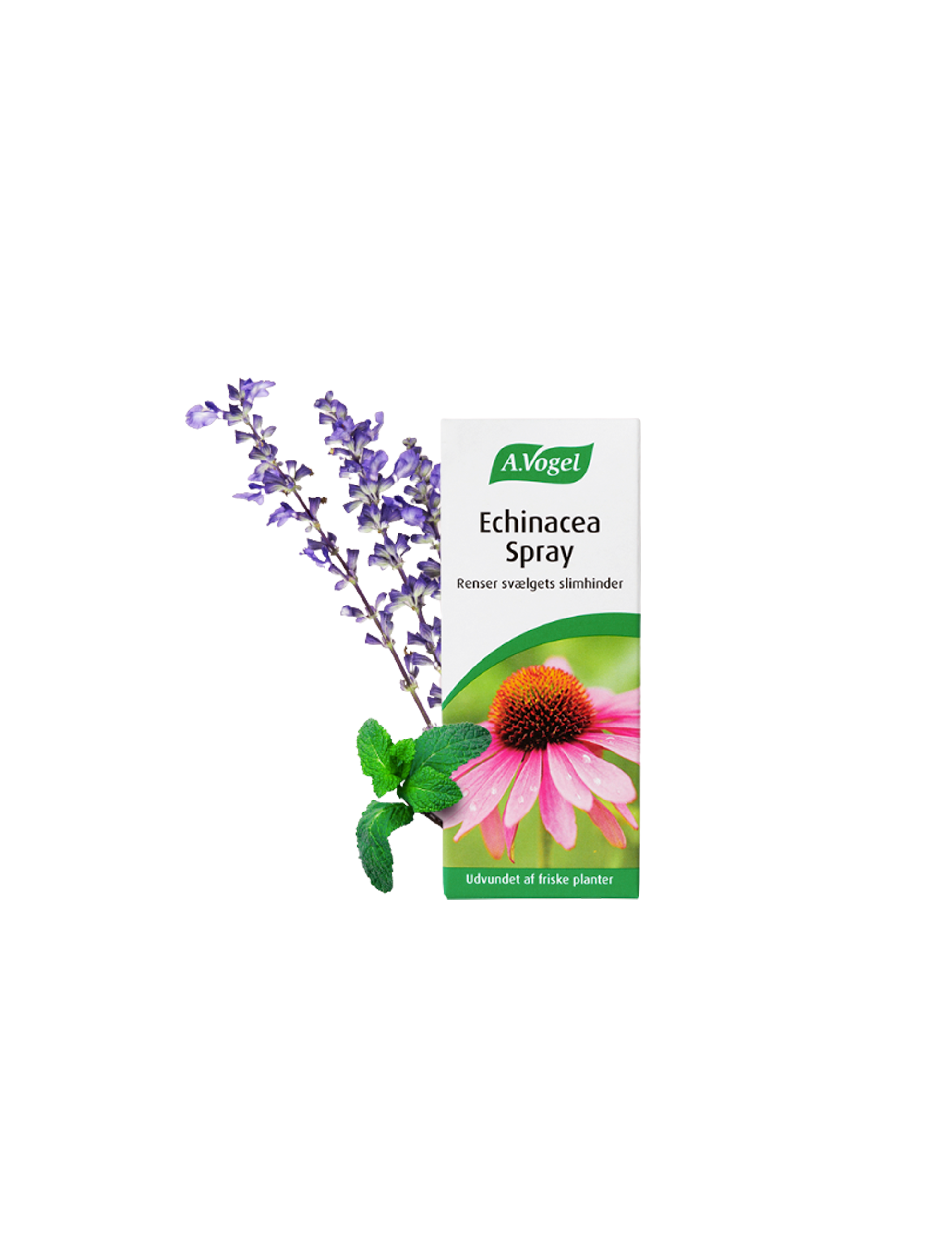 Echinacea Spray 30ml